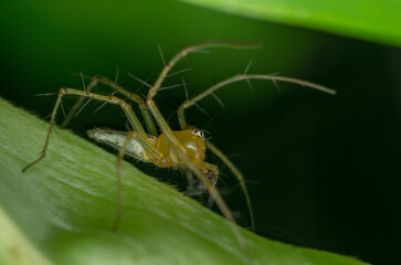 Oxyopes salticus is a species of lynx spider, commonly known as the striped lynx spider, first described by Hentz in 1845. 