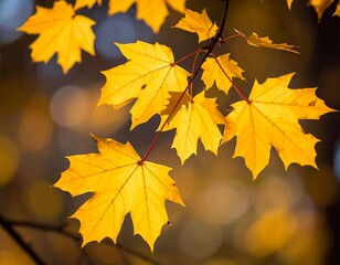 Fototapeta premium Autumn leaves bathed in sunlight