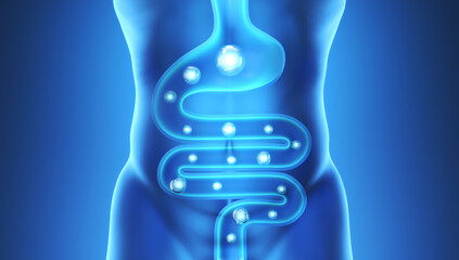 Human Digestive System Anatomy, intestine with small ball or microbiota 3d illustration.
