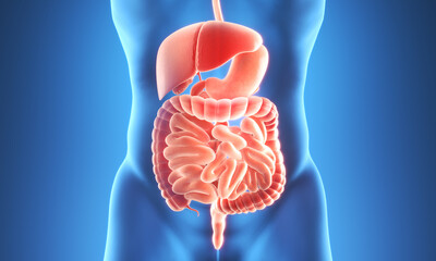 medical concept of Human Digestive System Anatomy, 3d illustration.