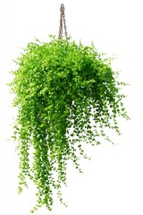 Hanging plant cascading from a pot