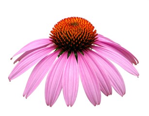 Close-up of a vibrant pink coneflower