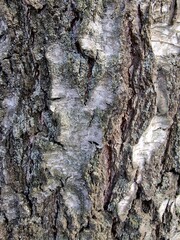 close-up of the bark of a birch tree trunk