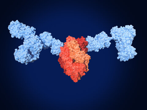 Neutralizing monoclonal antibodies in complex with prefusion RSV F protein