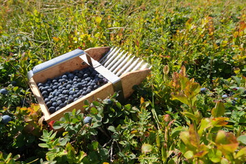 Raccolta del mirtillo nero dell'Appennino con il pettine.