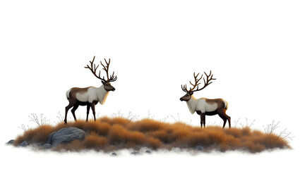 Obraz premium Ecology A tundra habitat with caribou and arctic moss, scene isolated on a white background, ideal for cold ecosystem education, biodiversity visuals(1)