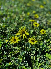 dandelions in the grass