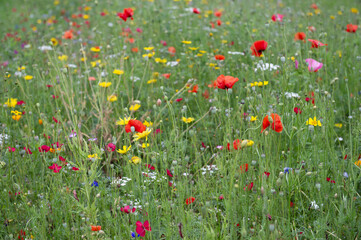 Fototapeta premium Blühende Wildblumen Wiese