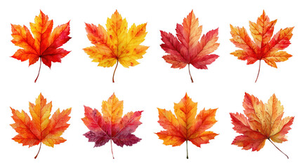 Fototapeta premium PNG Vibrant autumn maple leaves illustration, element set on transparent background