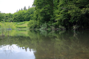 Freshwater pond surrounded by temperate forest