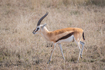 Male Thomson's Gazelle in the Serengeti, Tanzania, east Africa