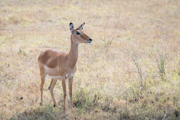 Serengeti thomsons gazelle (Eudorcas nasalis), Female, Tanzania, Africa