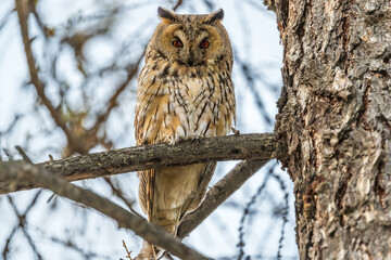 Long-eared owl (Asio otus), looking forward with wide opened eyes