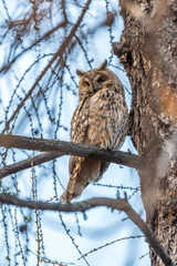 Long-eared owl (Asio otus), looking forward with wide opened eyes