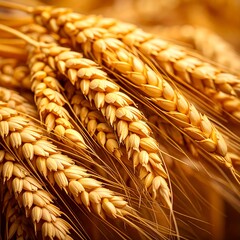 Close-up of golden wheat stalks