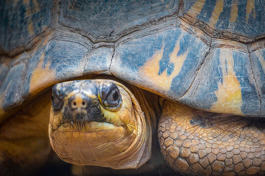  Close-up Portrait of a Radiated Tortoise with a Strikingly Patterned Shell