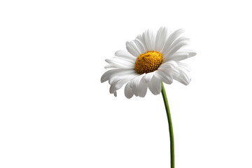 Single white daisy against black background
