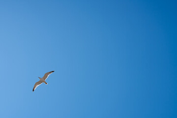 Seagull with open wings on blue sky background.