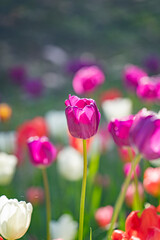 Pink flowers in the flowerbed during the day