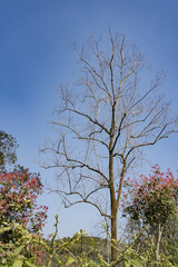 Dead branches in the park during the day
