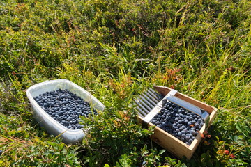 Raccolta del mirtillo nero dell'Appennino sullo sfondo del monte Cimone.