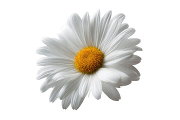 Close-up of a white daisy with a yellow center