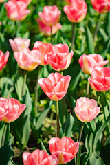 Pink flowers in the flowerbed during the day