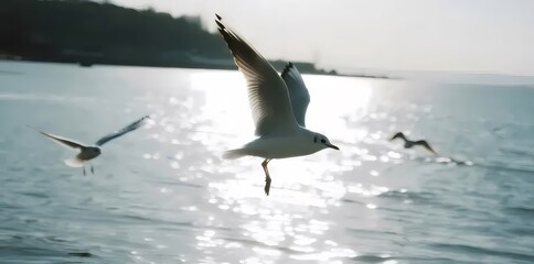 水面を飛ぶカモメの群れの日中風景写真
