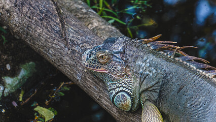 A wildlife specie predator iguana sitting on a wood