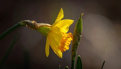 Close-up of a vibrant yellow daffodil in sunlight