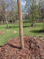 A planted tree with a trunk protected from being eaten