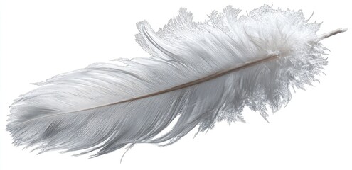 Obraz premium Delicate white feather against a plain background