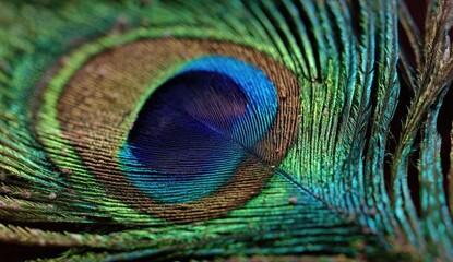 Obraz premium Close-up peacock feather, vibrant colors