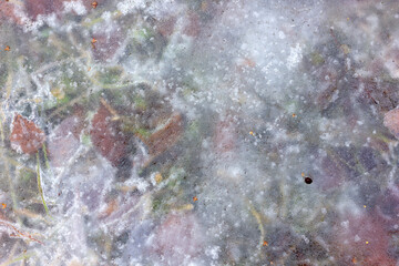 Texture of frozen grass and autumn leaves under ice close-up