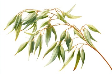 Fototapeta premium Detailed illustration of a plant stem with light green, elongated leaves, and a few light tan seed heads