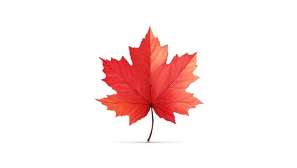 Vibrant red maple leaf, isolated on white.  Detailed graphic illustration of an autumnal leaf,