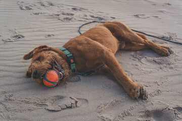 Happy Labradoodle dog lying on sandy beach with ball in mouth