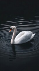Fototapeta premium 白鳥と暗い水面の穏やかな波紋 静かな池の風景