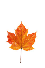 Obraz premium A vibrant orange maple leaf covered in raindrops on a black background.