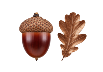 Gleaming mahogany acorn with intricate cap, beside burnished bronze oak leaf, macro 45-degree angle, isolated on pristine transparent studio. Concept of natural perfection and display