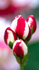 Close-up of red and white rose buds