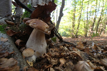 Boletus Edulis o Porcino cresciuto in una faggeta al sole del mattino.