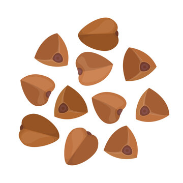 Buckwheat flat vector illustration logo icon clipart