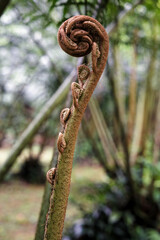 The sculptural beauty of the brown down-covered fiddleheads