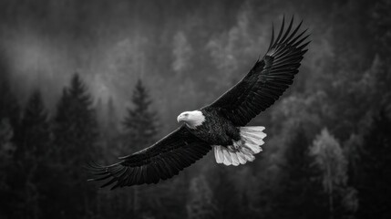 Obraz premium Eagle soaring over misty forest