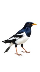 Obraz premium A black and white bird with orange beak stands out against a plain white background.