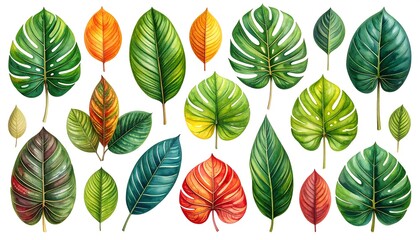 Obraz premium Colorful tropical leaves collection