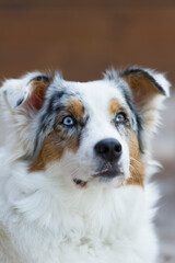 Porträt eines Australian Shepherd
