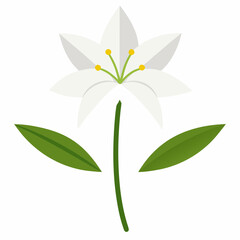 orthosiphon aristatus  white flower on white