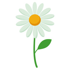  oxeye daisy flower vector on white